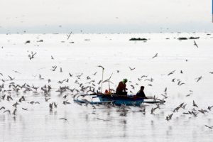 BFAR refutes ‘Manila Bay is dead’ report - Pinas Times