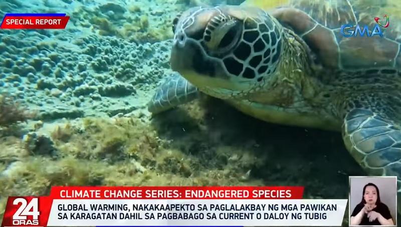 6 out of 7 species of sea turtle possibly threatened due to climate change - Pinas Times