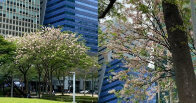 Cherry blossoms bloom in BGC, soon along Pasig River