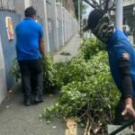 Why MMDA’s tree trimming activity post drew criticisms