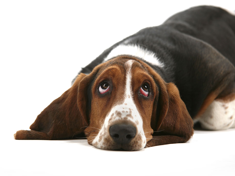 Runaway Dog Closes Paris Airport, Reunited with Owner