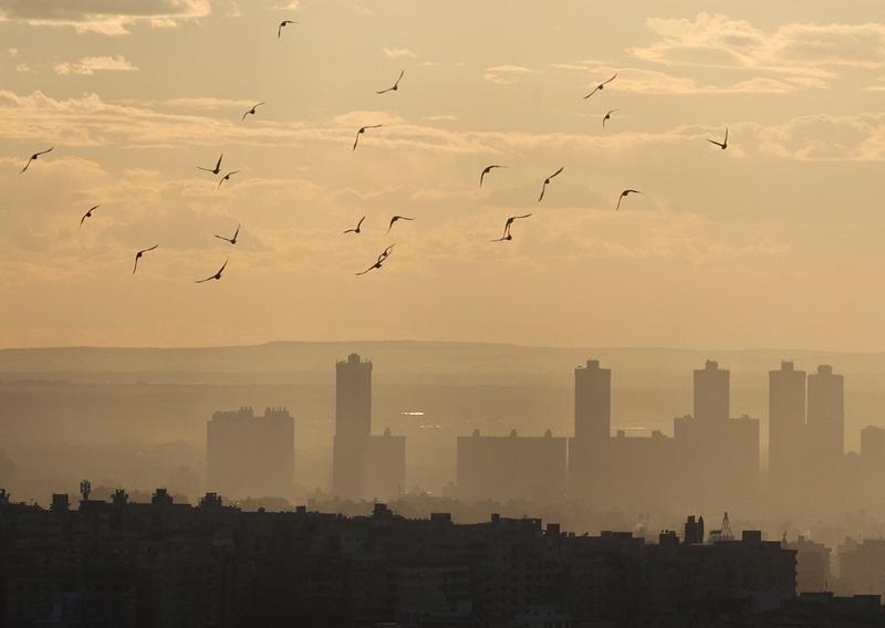 Bird Strikes Cause Many Air Accidents Worldwide, Says Expert - Pinas Times